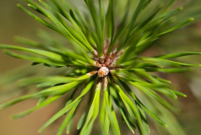 Pinus pungens - borovice pichlavá - pupen